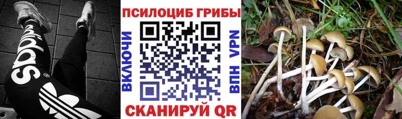 где можно купить наркотик  Курск  Галлюциногенные грибы мицелий 